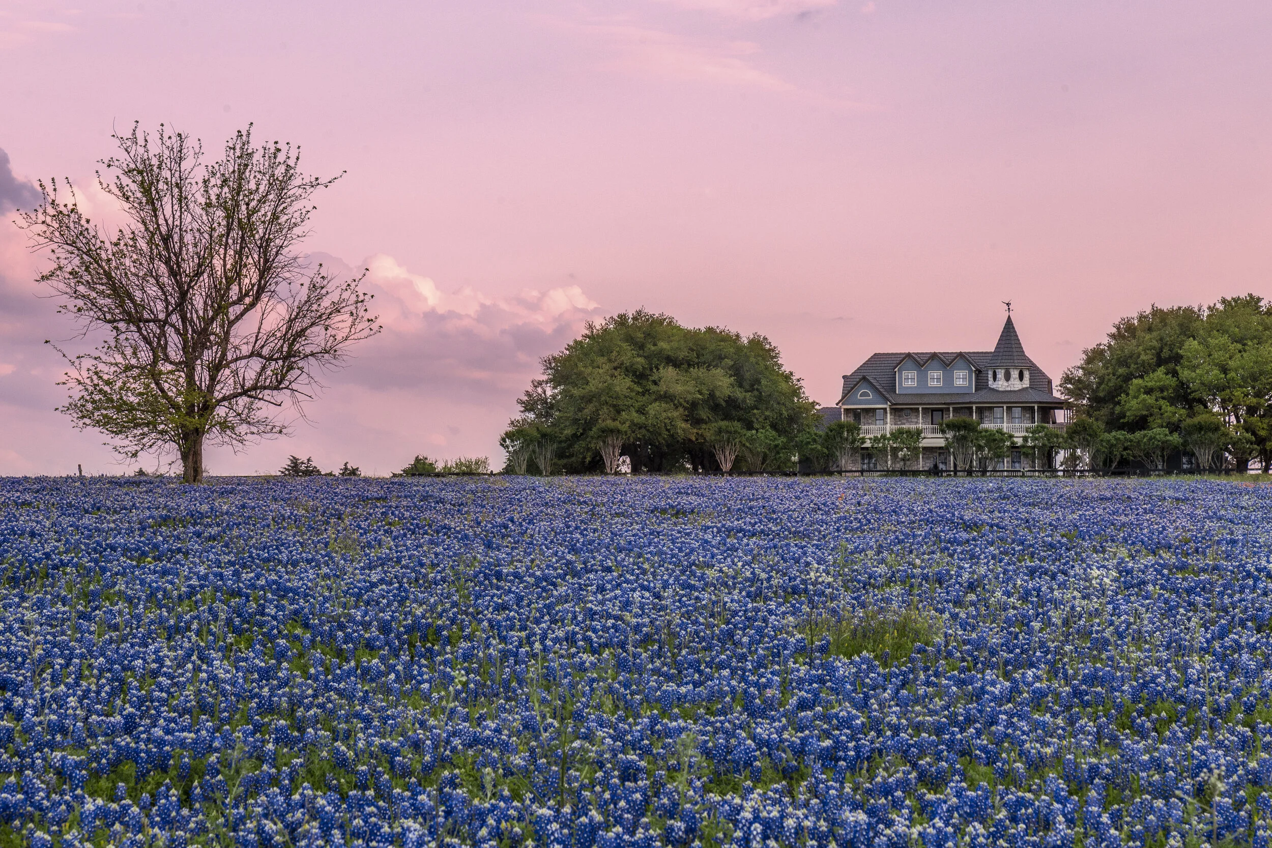 bluebonnets